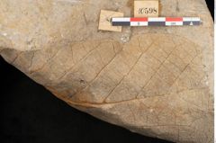 Foto (Detailansicht) von Credneria acuminata Hampe (NHMW-GEO-2024-0188-10598)
